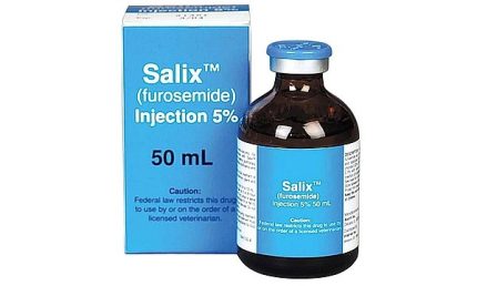 Buy Salix
